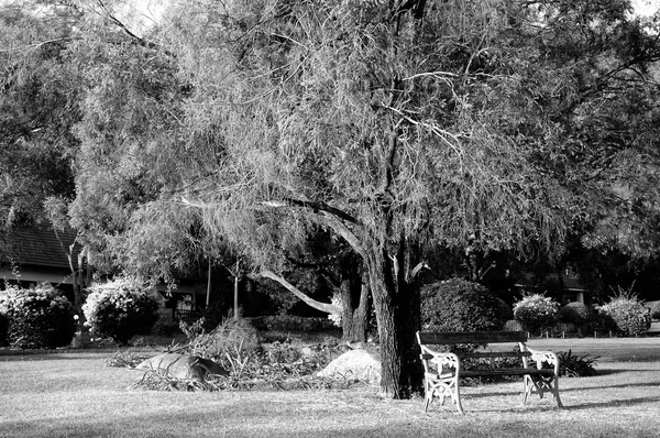 Big tree in public yard on morning