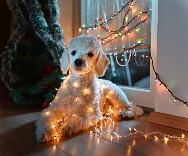 Dog posing with Christmas lights