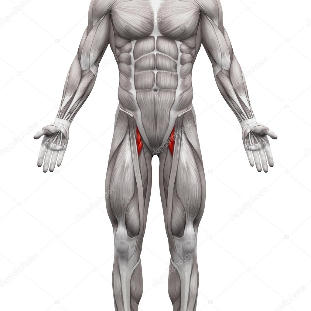 Adductor Brevis And Adductor Longus Muscle Anatomy Muscles Iso Stock