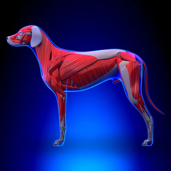 Dog Muscles Anatomy - Muscular System of the Dog