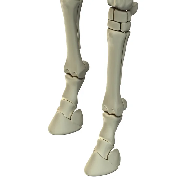 PferdVorderbein Knochen Pferd Equus Anatomie isoliert auf weiss — Stockfoto © decade3d
