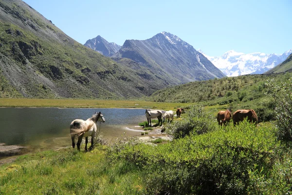 Horses in mountains
