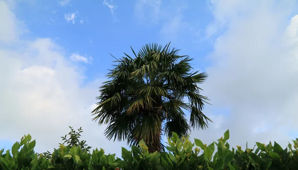 Palm tree and bay leaf on a background of the blue sky