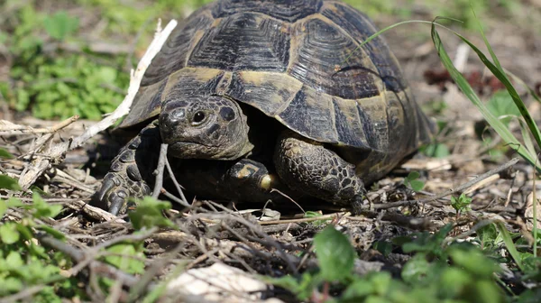 Older turtles