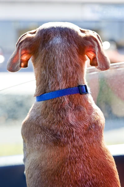 Dog Looking Out Window