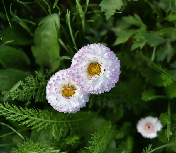 Beautiful pink spring flowers