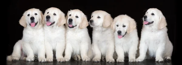 Group of golden retriever puppies posing on black