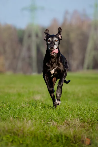 Old great dane dog