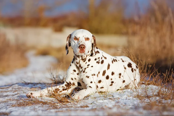 Dalmatian dog outdoors in winter
