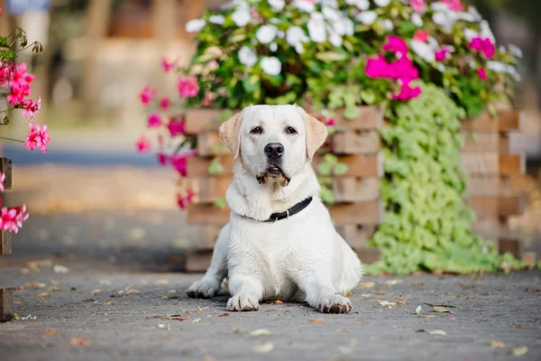 Yellow labrador dog outdoors in summer