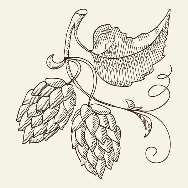 Lager beer. Twigs hop background. Sketch. Hand drawing. Design concept