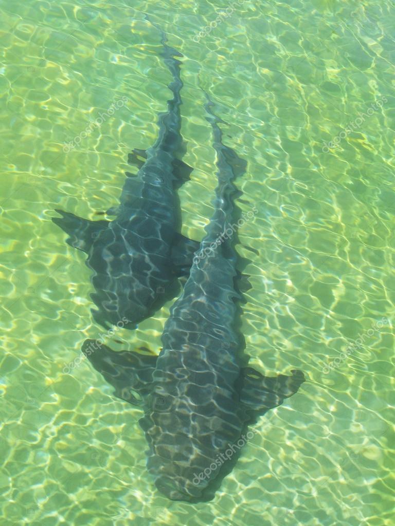 Tiburones en la playa. Salvador de Bahia. Brasil — Foto de Stock