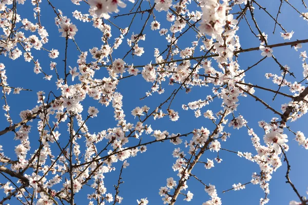 Flowers in almond tree with blue background