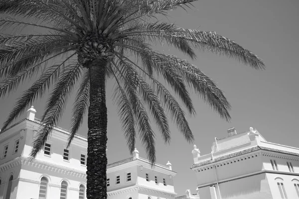 Palm tree and white colonial buildings in Cadiz. Spain