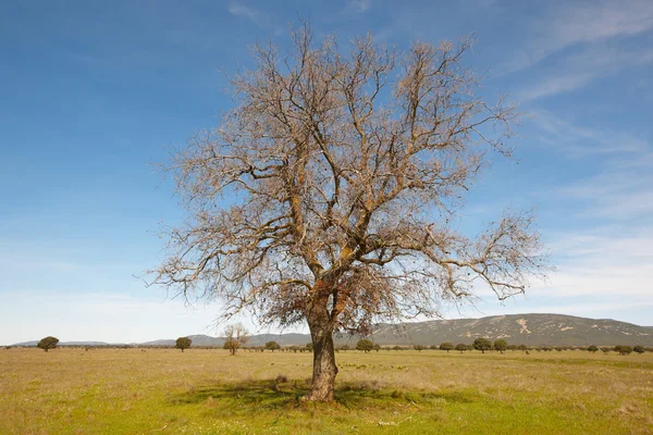 Lonely deciuous tree in a mediterranean meadow landscape. Cabane