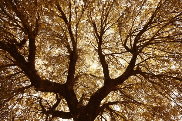 Oak holm branches and leaves in warm tone, Spain