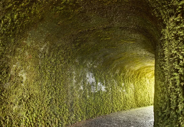 Tunnel with ivy plants on the wet wall. Stone pathway