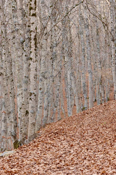 Autumn landscape with beech forest. Leaves on the ground. Spain