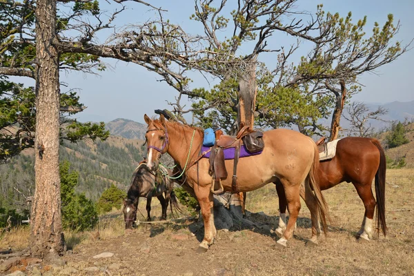 American horse riding