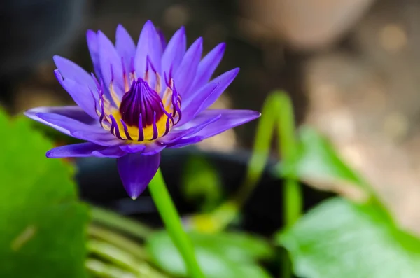 Water lily, blue lotus in nature with green in pond