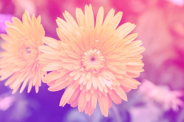 Beautiful bloom yellow gerbera in the garden with color filter