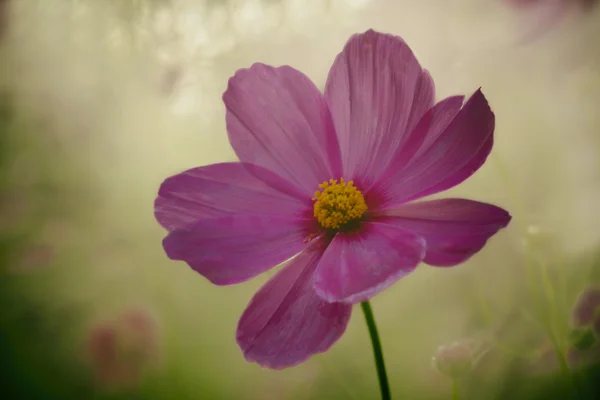 Macro closeup of cosmos flower (cosmos bipinnatus) with blurred background