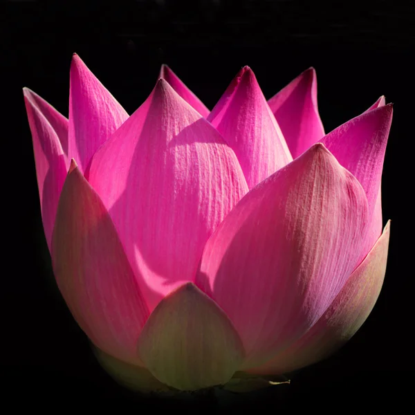 Pink lotus on black background