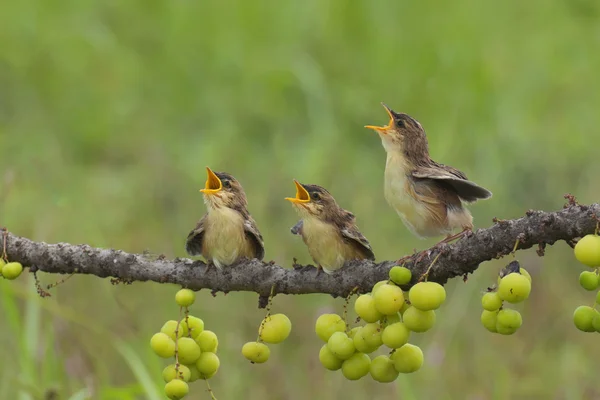 Three infant cisticola birds sitting on dry twigs