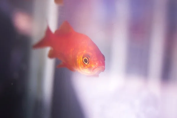 Goldfish swimming in fish tank