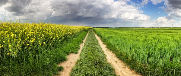 Rural countryside with path and green yellow field at storm