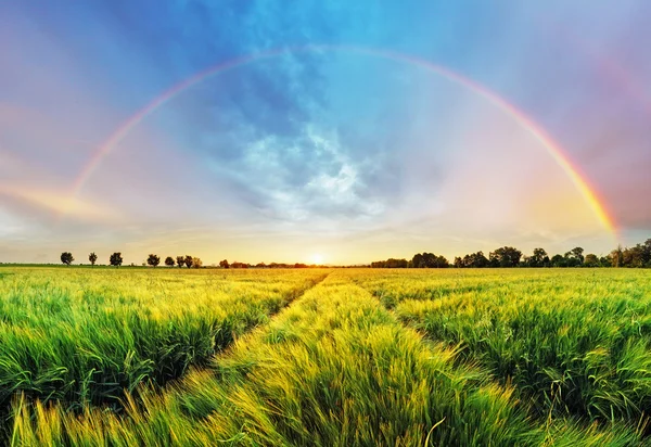 Rainbow Rural landscape with wheat field on sunset