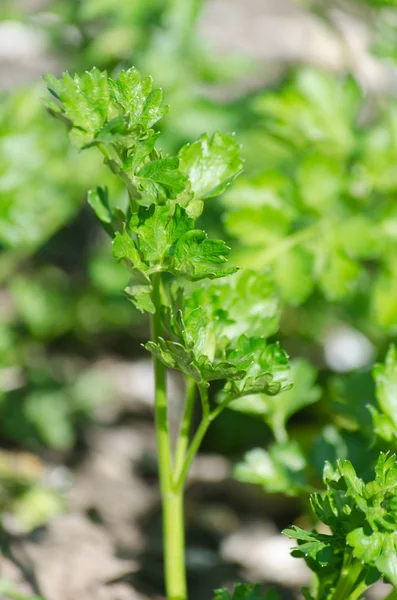 Growing of green leaves of parsley in the garden
