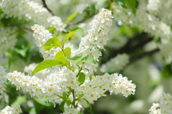 Blossom of the bird-cherry tree with white flowers