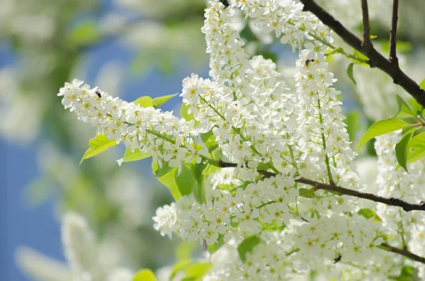 Blossom of the bird-cherry tree with white flowers