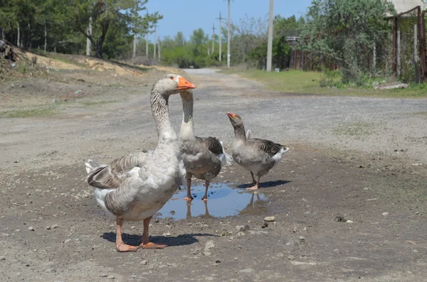 Grey domestic geese in the puddle on the road