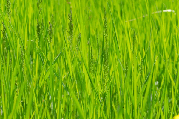 Green herbal background of  fresh grass