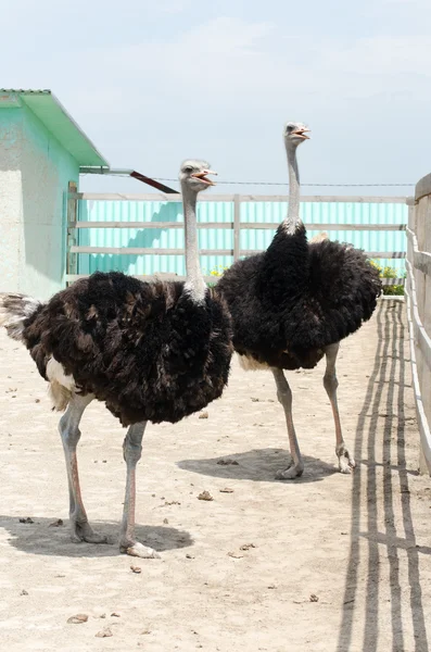 Big domestic ostrich