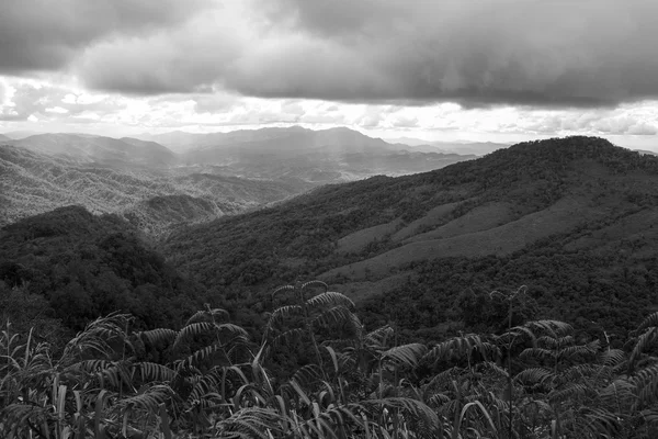 Nature mountain and forest landscape black and white