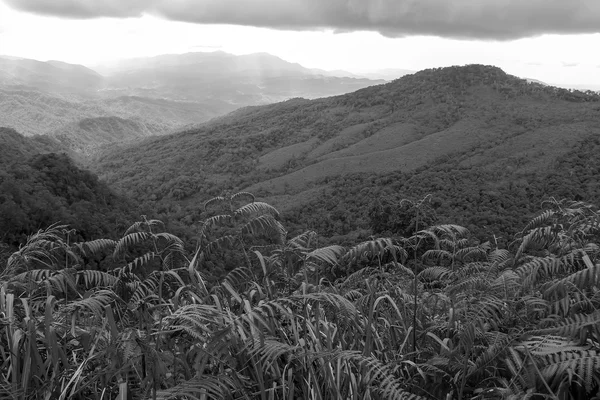 Nature mountain and forest landscape black and white