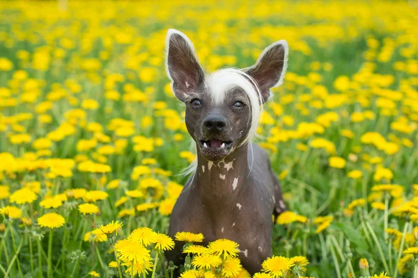 Chinese crested dog, китайская хохлатая