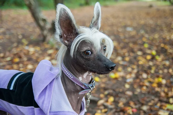 Chinese crested dog, китайская хохлатая