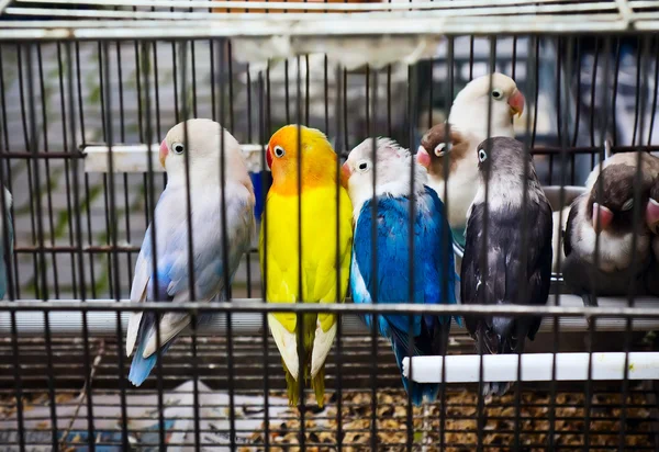 African Lovebirds (Agapornis) on pet market