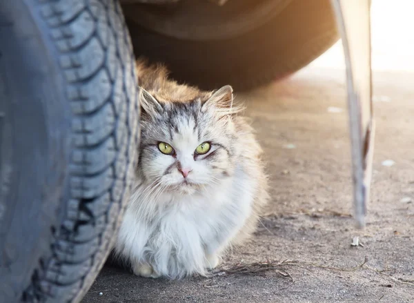Homeless longhair gray cat is sitting under car