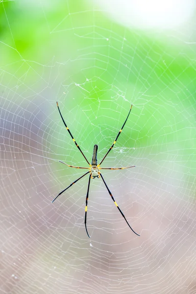 The golden silk orb-weaver