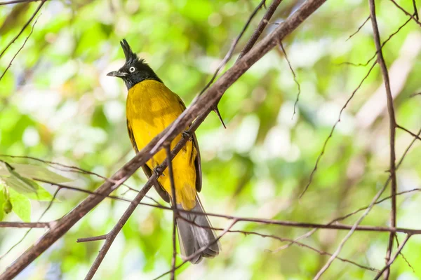 Black crested bulbul