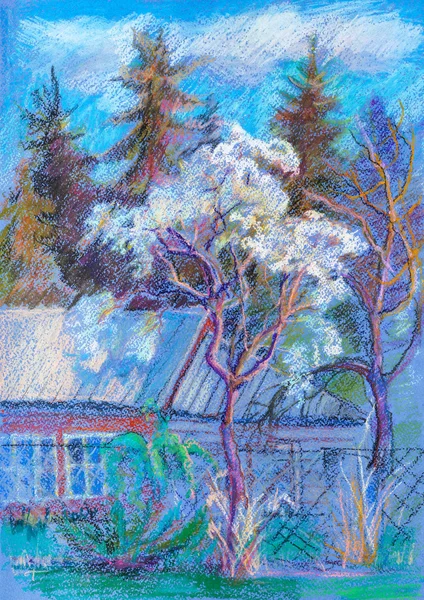 Plum tree  in blossom