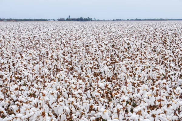 Cotton field in Oakey