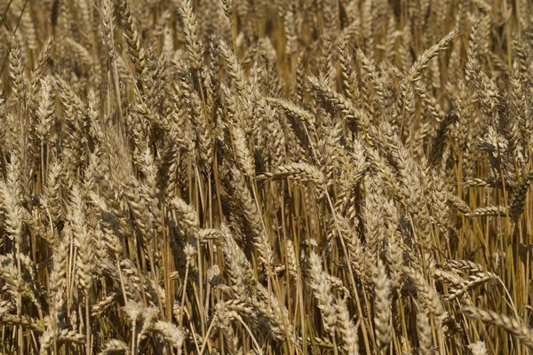 A field of ripe wheat at sunny summer day