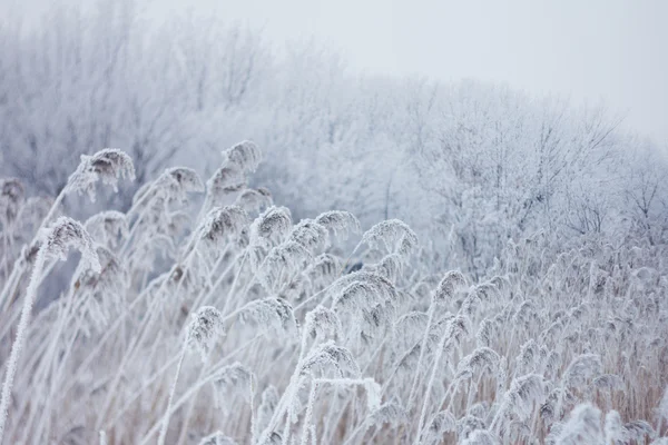 Frozen plants, winter background