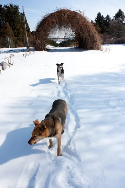 Dogs walk in the winter snowy park
